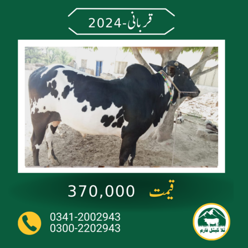 Animal for sale in qurbani